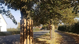 Bomen met houten stamommanteling langs een straat
